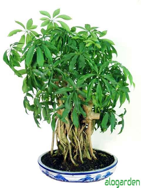 Cây ngũ gia bì bonsai