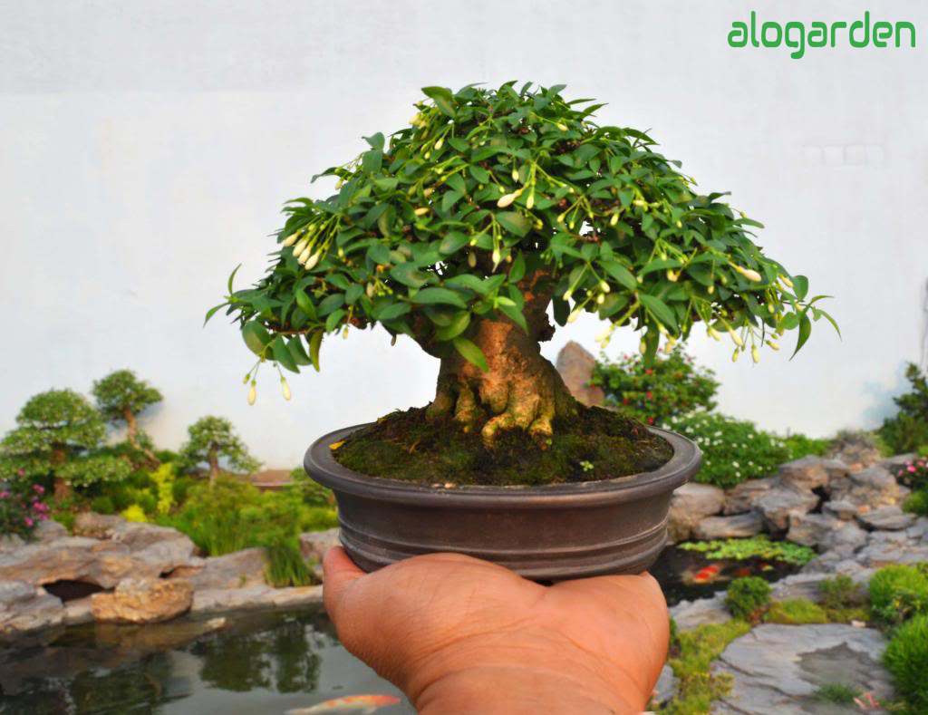 Mai chiếu thủy bonsai mini