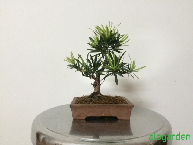 Tùng la hán bonsai