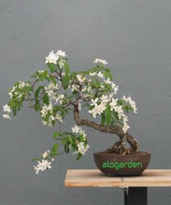 bonsai mini nguyệt quế để bàn