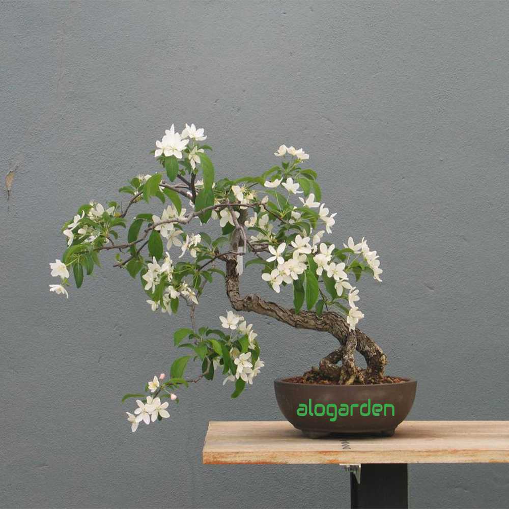 bonsai mini nguyệt quế để bàn