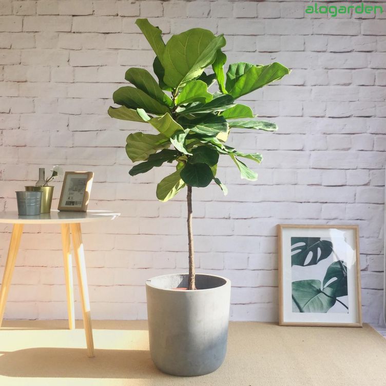 cây bàng singapore trang trí nội thất