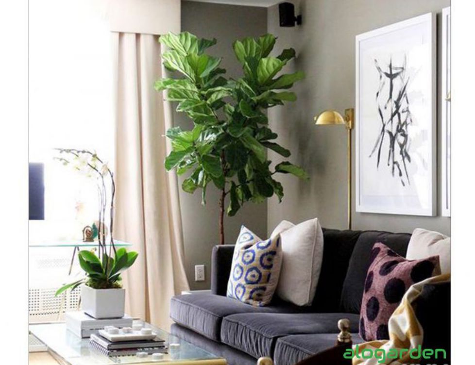 cây bàng singapore trang trí phòng khách