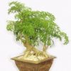 cây đinh lăng bonsai phong thủy