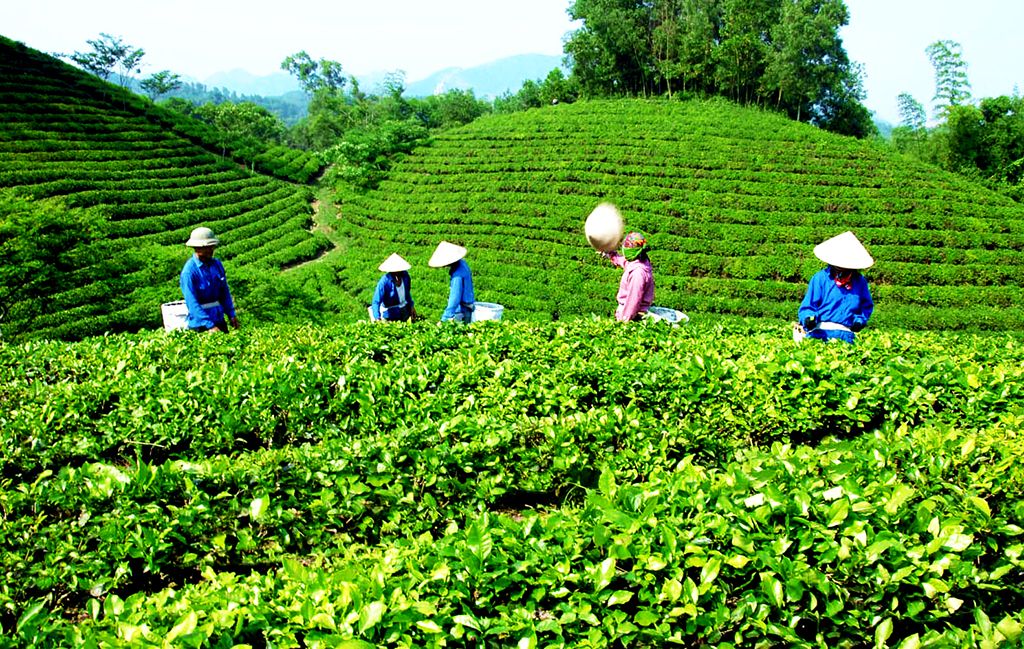Đồi trà Thái Nguyên Việt Nam